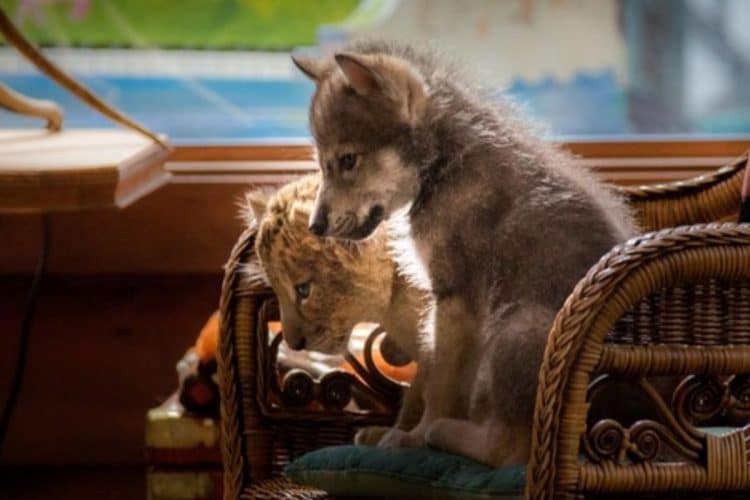 Il lupo e il leone, trama e cast del film ambientalista: è una storia vera