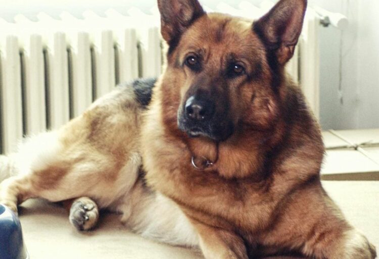 Rex che fine ha fatto il cane della serie televisiva: il dolore dei fan