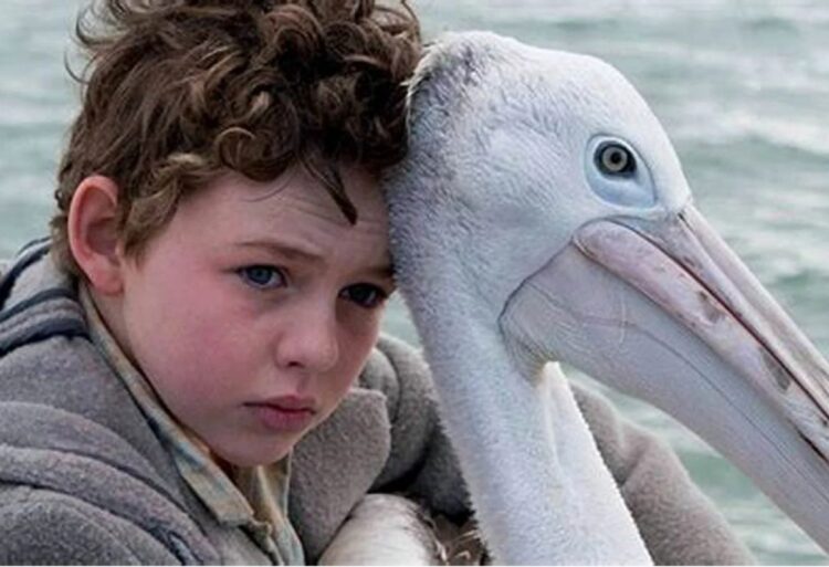 Storm Boy storia vera: l’incredibile verità spiazza